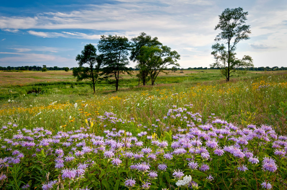 Wildflowers Prairie Field