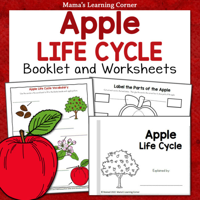 Apple Life Cycle Worksheets and Booklet