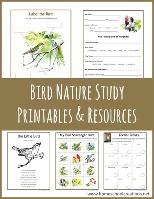 Bird Nature Study Worksheets - Mamas Learning Corner Bird Nature Study Worksheets
