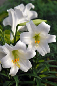 Easter lilies