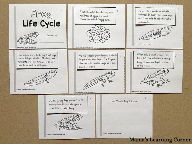Frog Life Cycle Booklet Cut and Paste