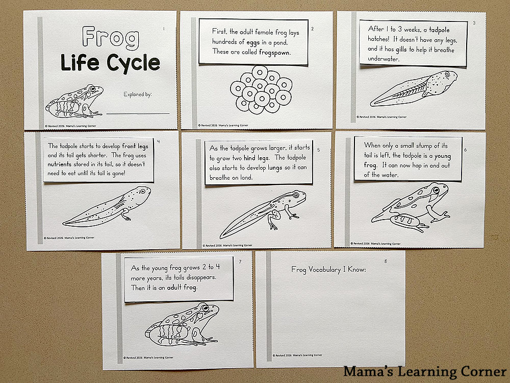 Frog Life Cycle Booklet Cut and Paste