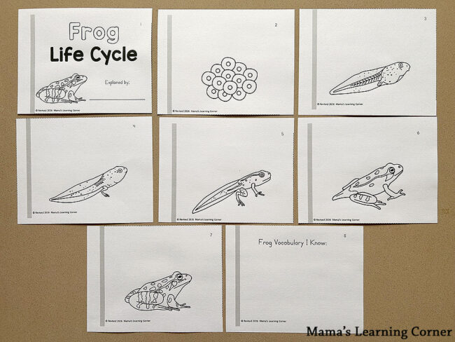 Frog Life Cycle Printable Booklet