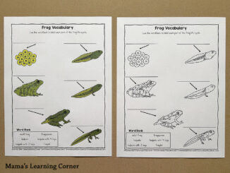 Frog Life Cycle Vocabulary Worksheet