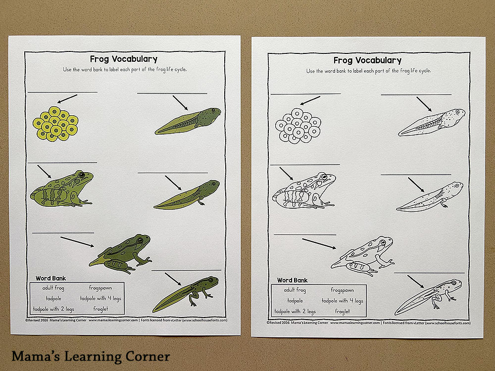 Frog Life Cycle Vocabulary Worksheet