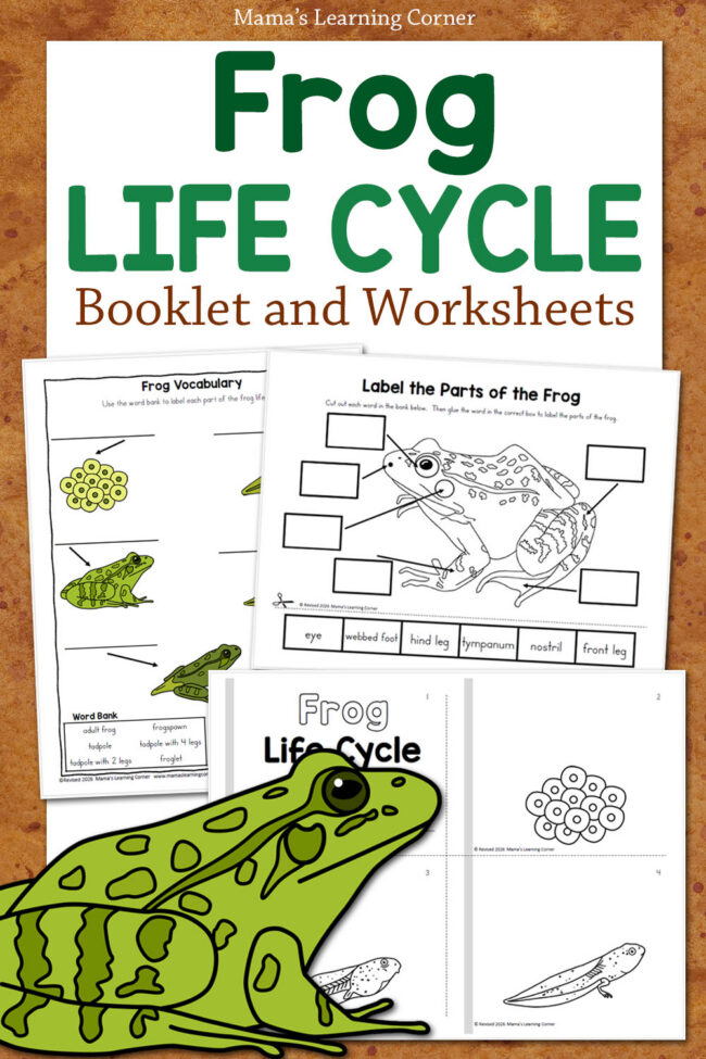 Frog Life Cycle Worksheets Booklet