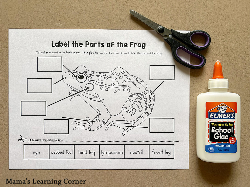 Label the Parts of the Frog Worksheet Cut and Paste